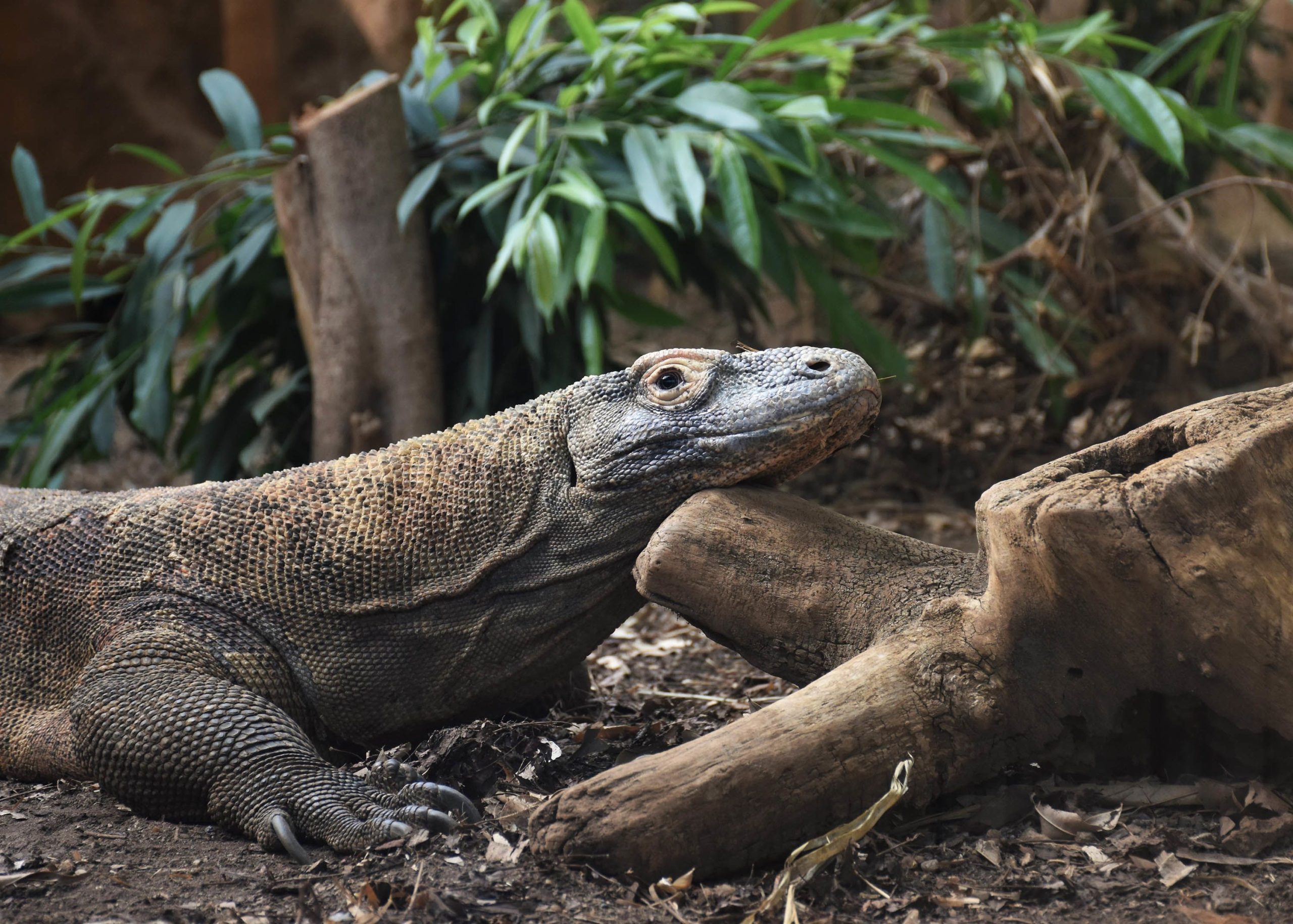 Dragão-de-komodo têm dentes com pontas de ferro, revela novo estudo