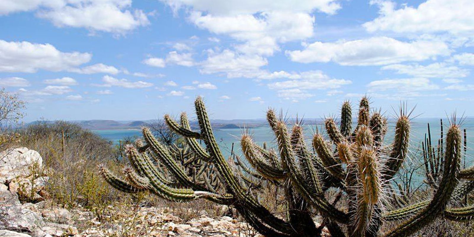 Estudo vê chance de recuperação de meio milhão de hectares de caatinga