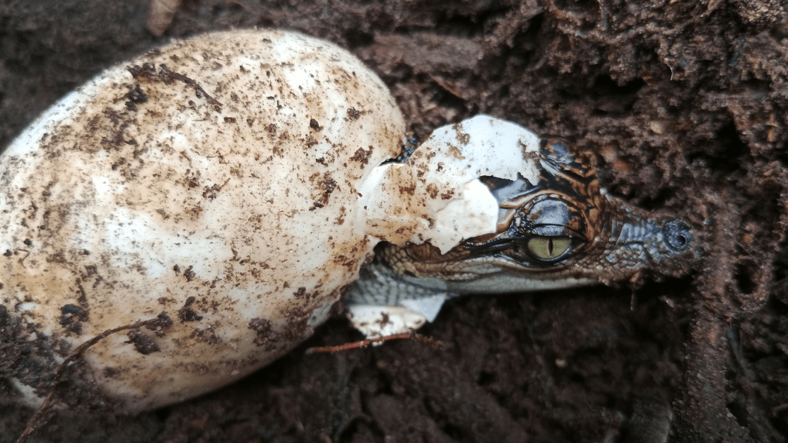 Retorno dos crocodilos: ovos de espécie quase extinta são encontrados