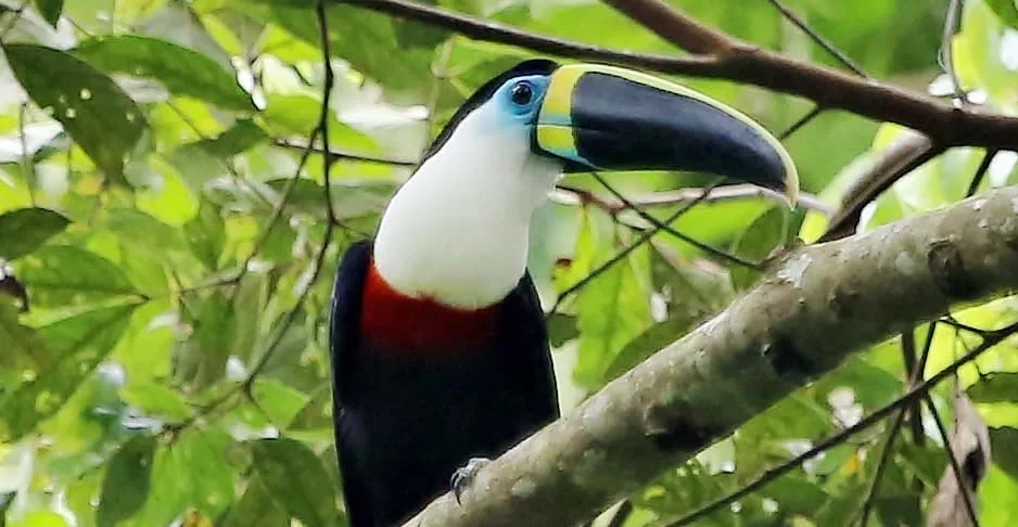 1º Encontro de Observação de Aves, acontece neste sábado, no Parque Zoobotânico da Ufac