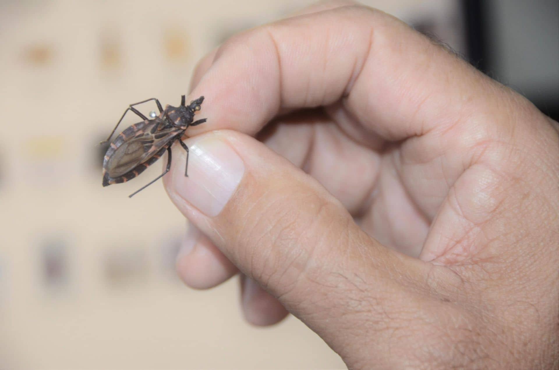 Pacientes com Doença de Chagas estão bem e não correm risco de morte, diz Saúde