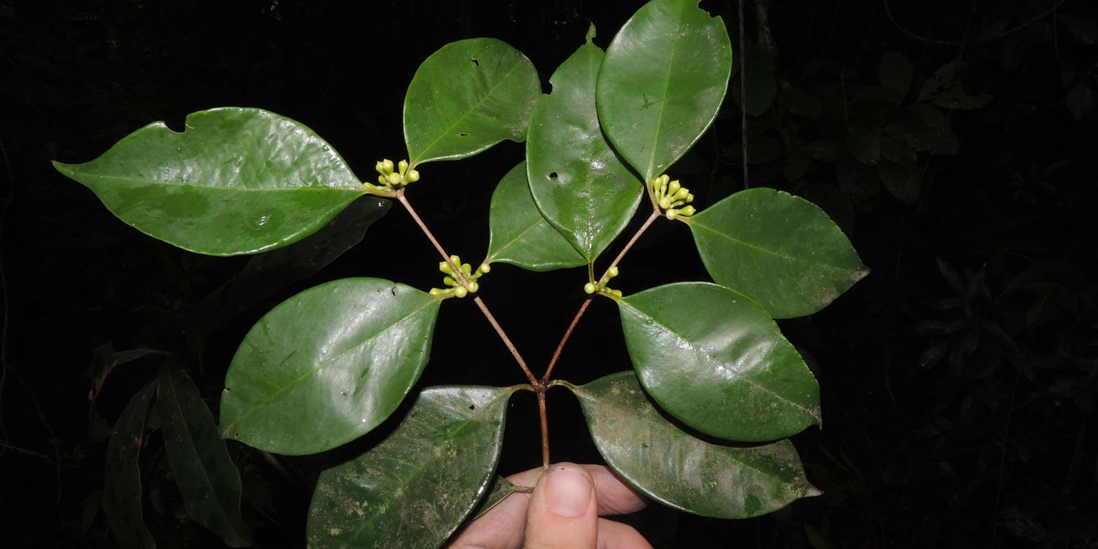 Pesquisadores do Jardim Botânico descobrem árvore rara no Rio