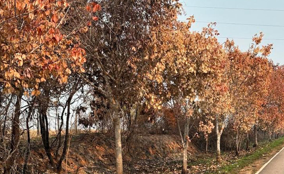 Seringueiras que formam “túnel” da Estrada da Borracha são atingidas por incêndio