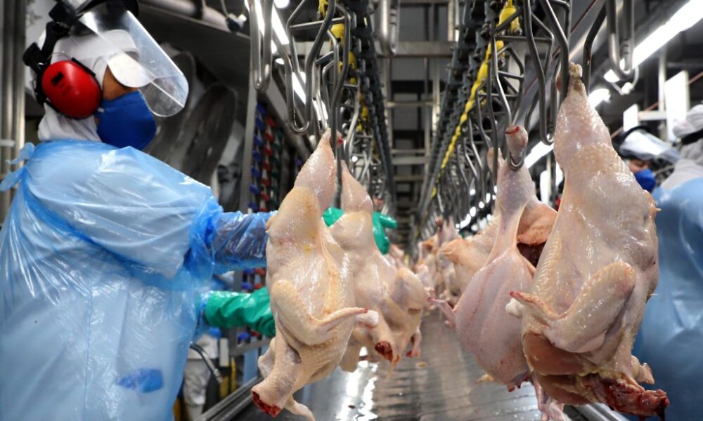 Alta nos preços da carne de frango em setembro reflete demanda e abates recordes