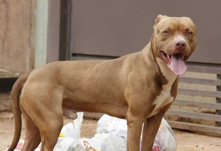 Dono de Pit-Bull é preso após deixar cachorro fugir e matar três cães de vizinhos