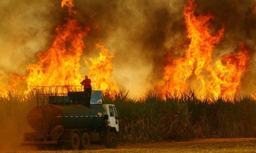 Seca e incêndios derrubam safra de cana em 9 milhões de toneladas