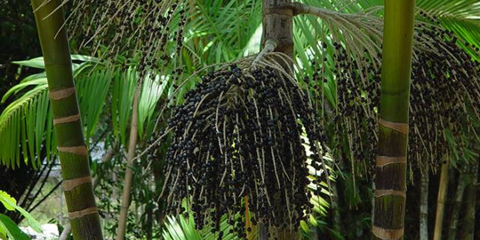 Valor da produção primária florestal aumenta 11,2% em 2023