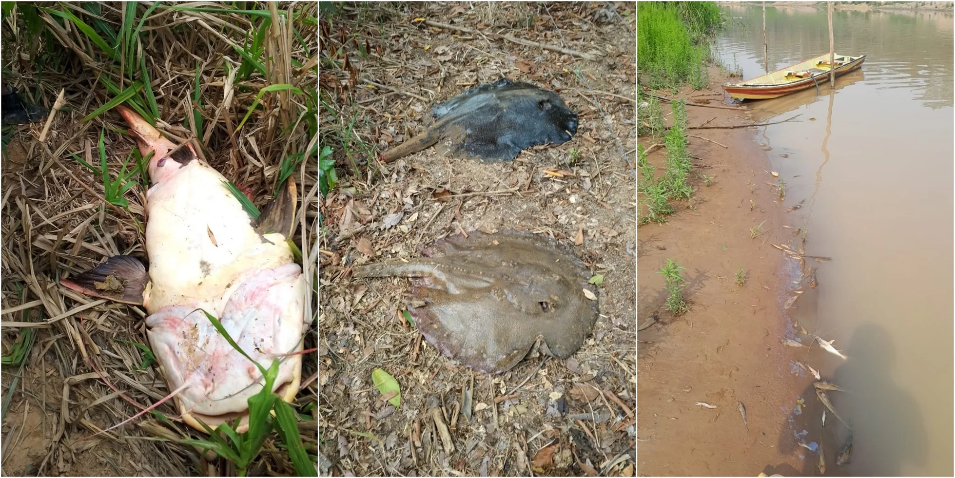 Após denúncia, Sema envia equipe técnica para investigar morte de peixes no Rio Acre