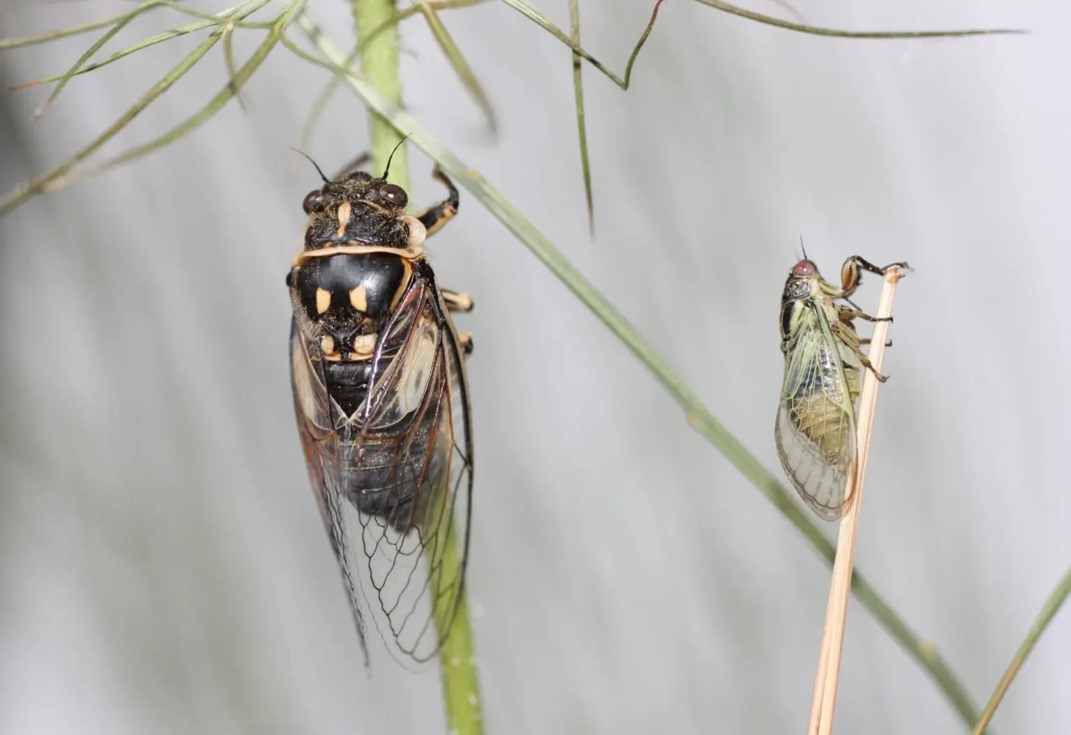 Canto das cigarras: entenda a relação do som emitido pelo inseto e o início do período chuvoso