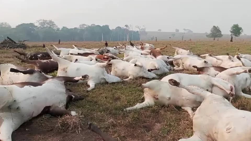 Descarga elétrica provoca morte de 98 cabeças de gado em Rondônia; veja o vídeo