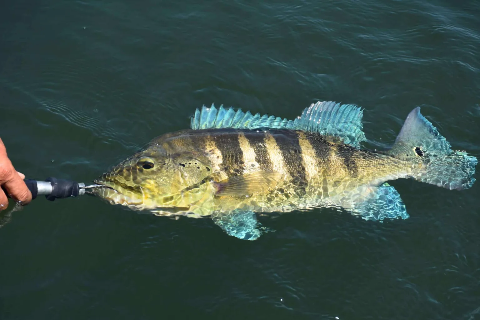 Pesca do Tucunaré será tema de audiência pública no dia 24