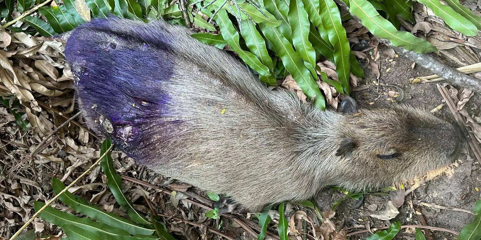 Polícia investiga morte de capivaras na zona oeste do Rio