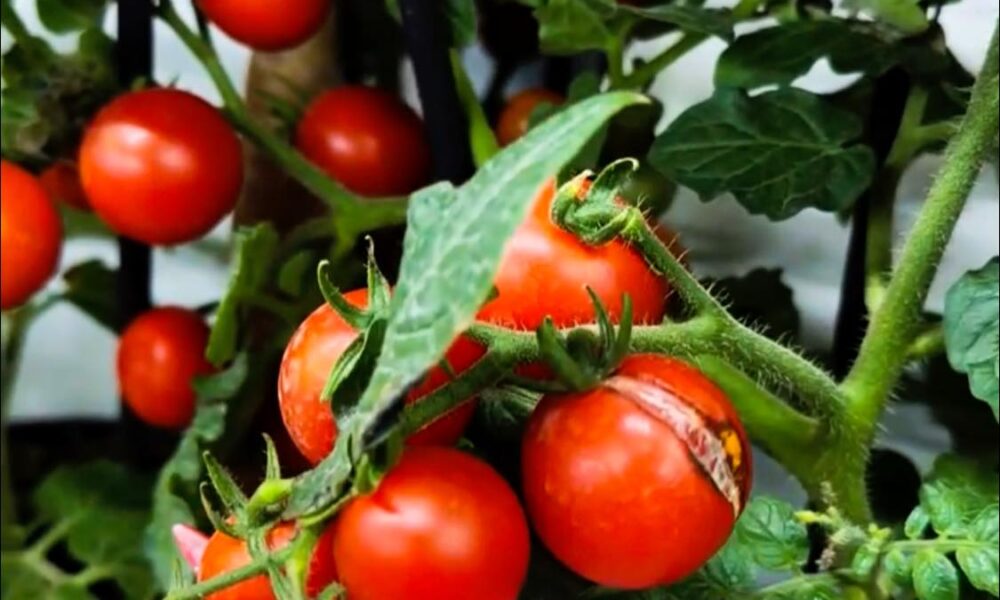 Preço do tomate subiu 4,32% em Rio Branco, aponta boletim da Conab