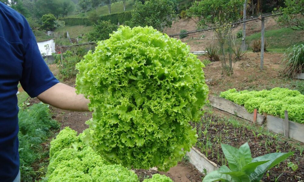 Queda no valor da alface foi de 9,89% em Rio Branco, informa Boletim Hortigranjeiro