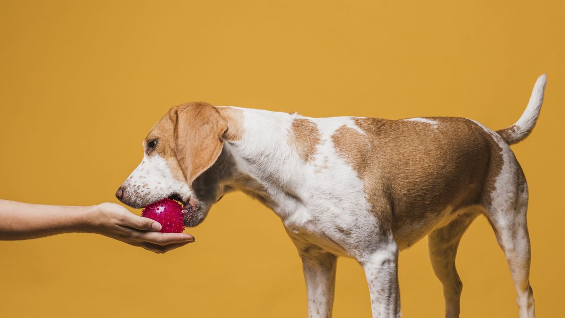 Alimentação natural ou ração: qual a melhor dieta para seu pet?