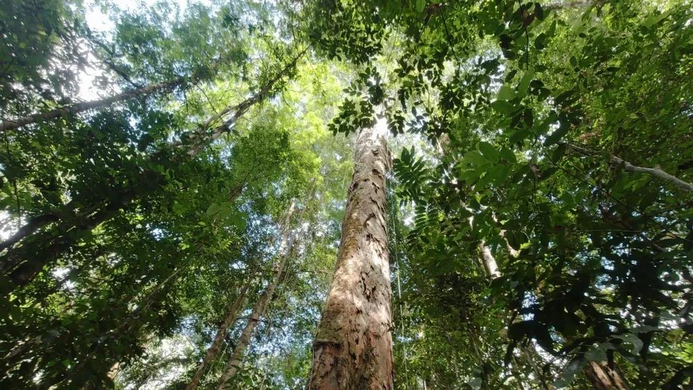 Amapá é líder em preservação florestal com taxa zero de desmatamento – ac24horas.com