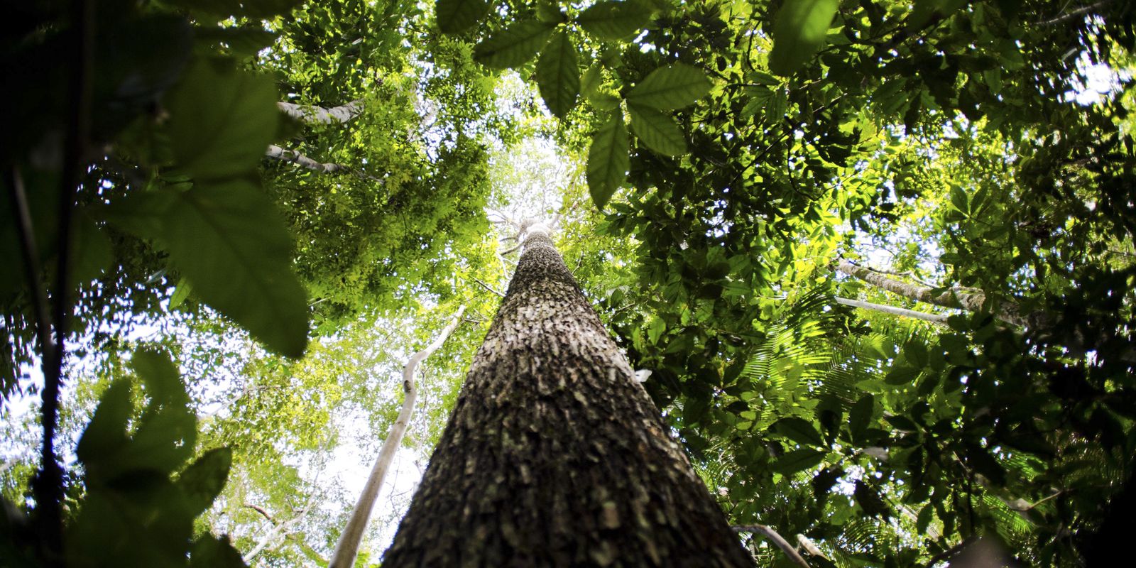 CNJ abre semana nacional de regularização fundiária na Amazônia