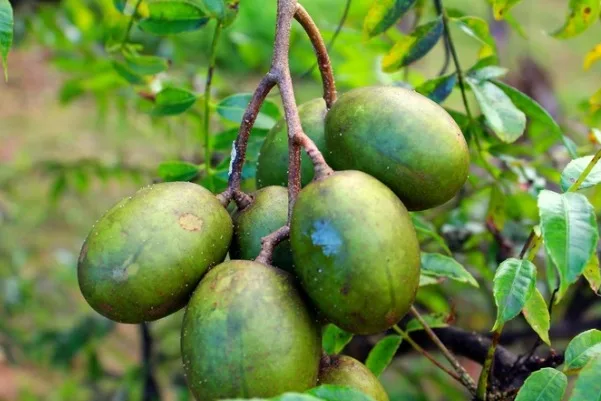 Conheça fruta tropical rica em vitamina C e ferro que protege a saúde