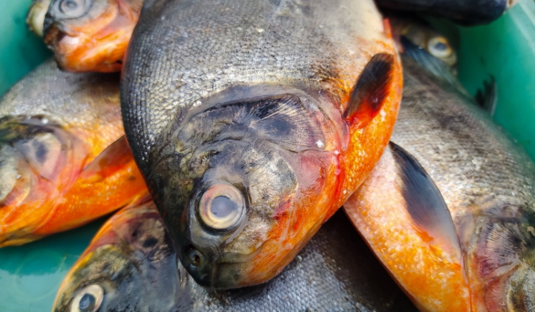 “Período do Defeso” começa na sexta-feira no Acre: Veja espécies proibidas e regras para pesca