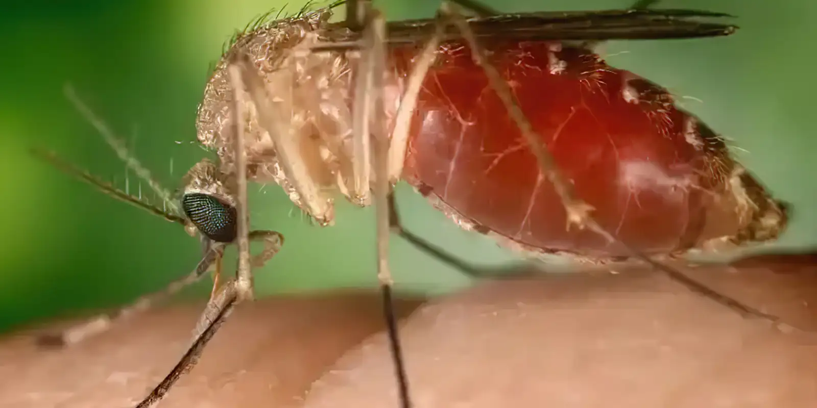 Rio confirma mais duas mortes por febre do Oropouche